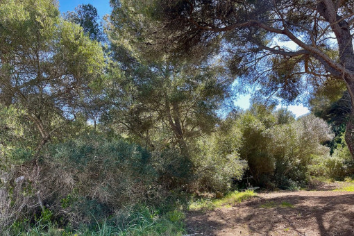 Ansicht des Baugrundstücks